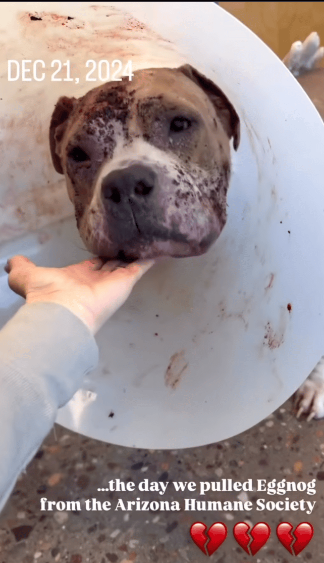 Shelter Scheduled Him for Euthanasia Without Even Knowing What Was Wrong